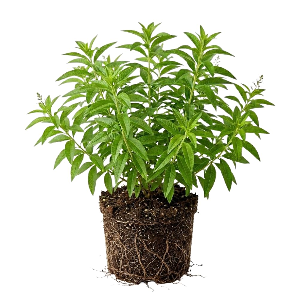 Lemon Verbena Plant, 4-Inch Tall, Well Rooted, Easy Care, Aromatic and Edible Herb Live Plant, Ideal for Containers, Patio & Outdoor Planting