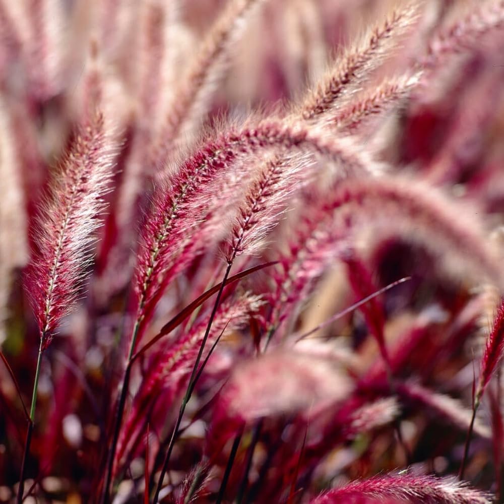 2 Red Fountain Grass Plants Live, Deep Burgundy Ornamental Grass Live Plants for Planting, 4-7" Tall, Well Rooted