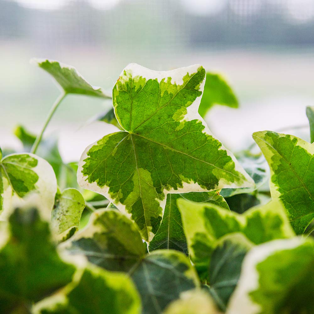 PERFECT PLANTS Variegated English Ivy | Hedera Helix Variegata' | Easy Care Houseplant | Perfect for Moderate to Bright Light Conditions, 6 in Grower's Pot, | Air Purifying