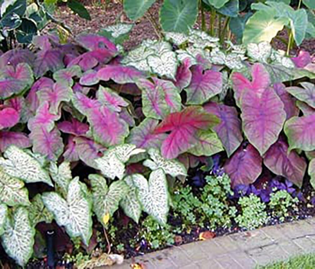 Dwarf Candidum Jr. Caladium Bulbs - White Caladium - Top Size Roots - Hardy in Zones 9-11 - Compact Caladium for Gardens and Pots - Elegant White Foliage