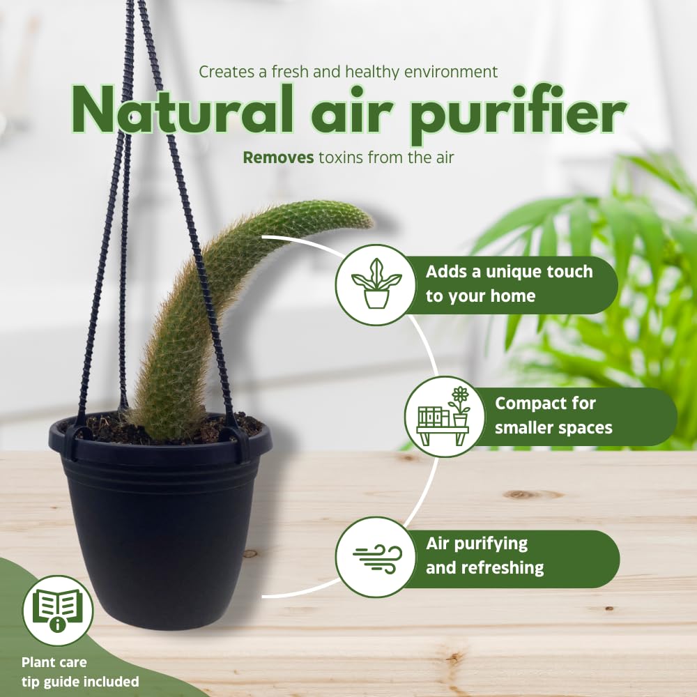 BubbleBlooms Monkey Tail Cactus in a 4 inch Hanging Basket