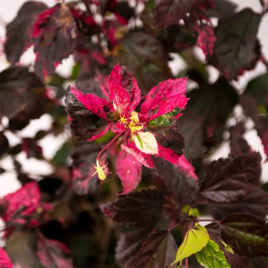 American Plant Exchange Hibiscus 'Red Hot' Plant – Live Flowering Bush, 10-Inch Pot, Tropical Variegated Red Blooms for Garden Beds, Patios, and Outdoor Landscapes