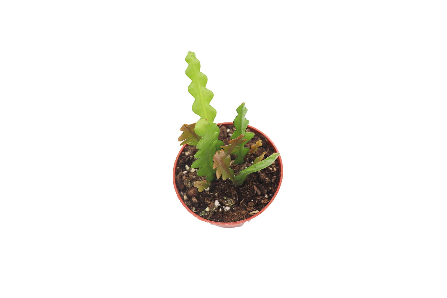 Fishbone Cactus 4" - from California Tropicals
