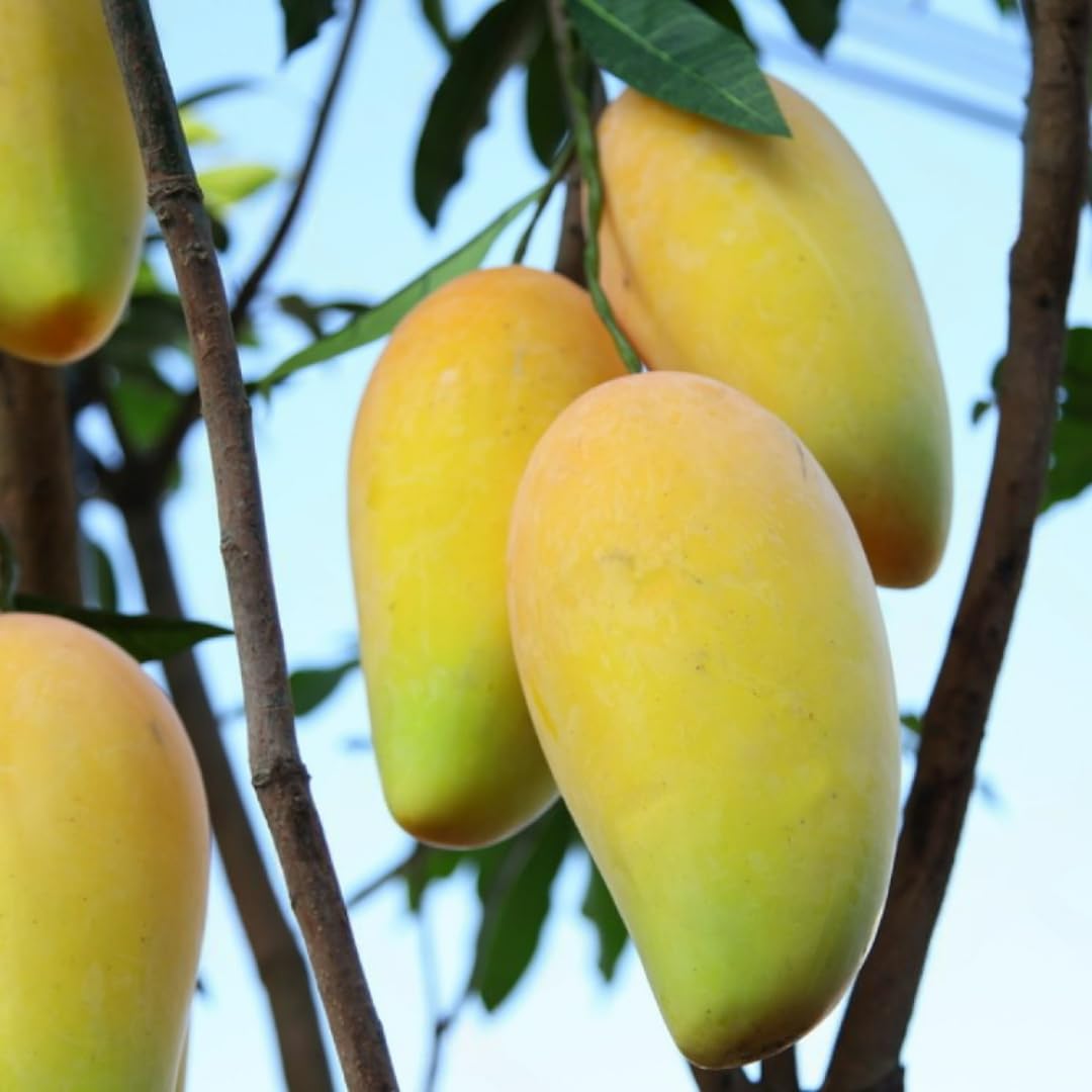 Large Julie Mango Tree Live Plant Grafted, 2 to 3 Feet Tall in Gallon Pot, Ready to Bear Fruit in 1 Year, Large Sweet Mango Tree for Planting