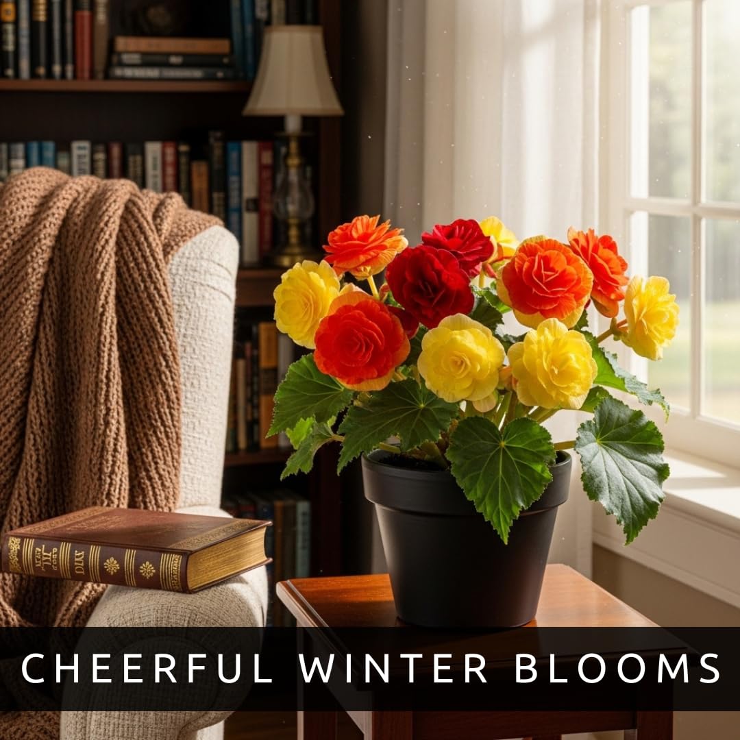 Grow Begonia Flower Bulbs Indoors (3 Pack) – Cheerful, Colorful Winter Blooms Year-Round – Easy-to-Grow Begonias for Containers, Desks, Windowsills, or Gifts – Stunning Dahlia-Like Flowers