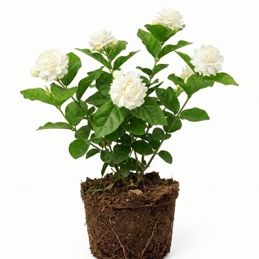 Jasmine Plant Live, Grand Duke of Tuscany Jasmine Flower Plant, 5 to 7 Inc Tall