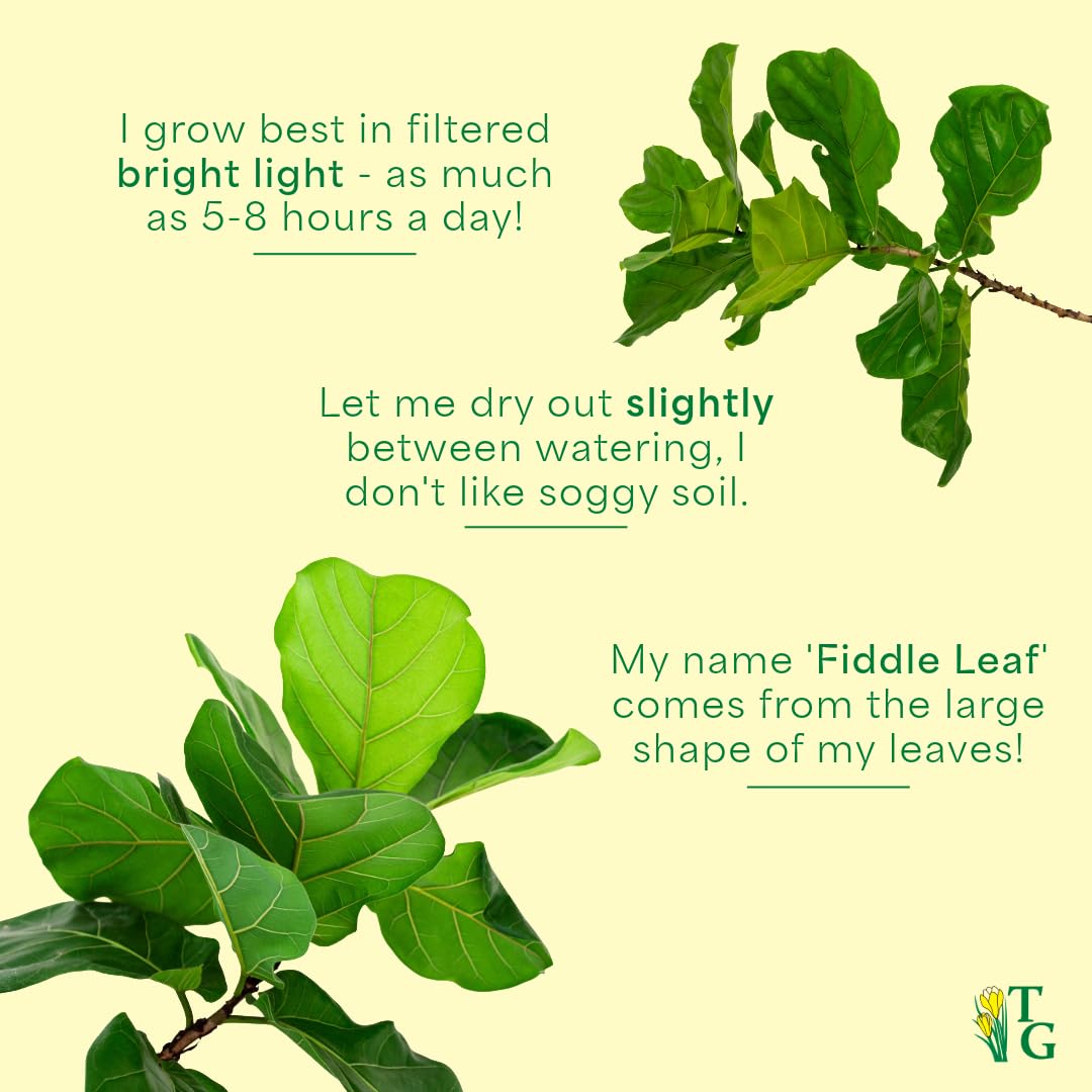 Thorsen's Greenhouse Ficus Lyrata, Fiddle Leaf Fig Plant, Rare, Live Indoor Plant, Collector Plant, Beautiful Foliage, Statement Piece, 6" Diameter Pot (Nursery Pot, 6" Pot)