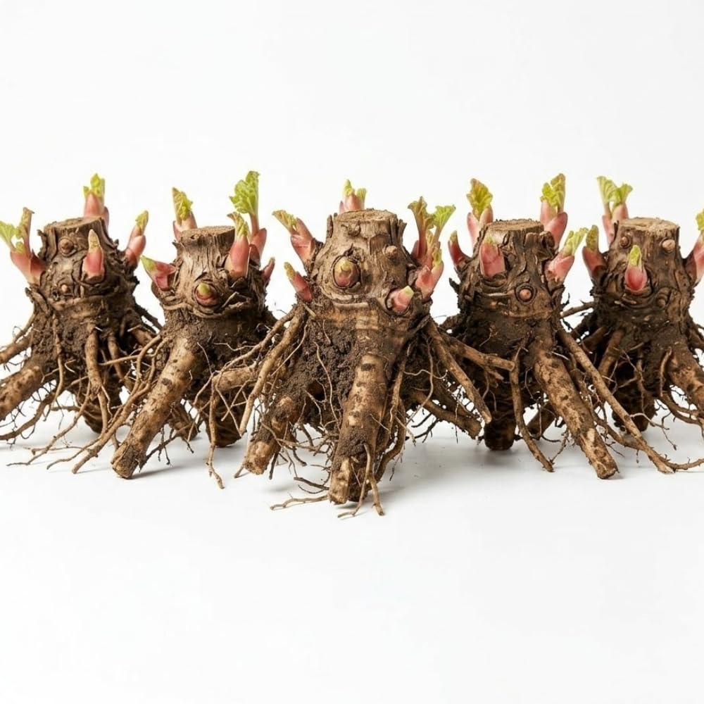 5 Rhubarb Roots Plants for Planting, 3-5 Inch Size, Well-Rooted Perennial Vegetable Starter, Cold-Hardy Plant for Backyard and Garden Rows