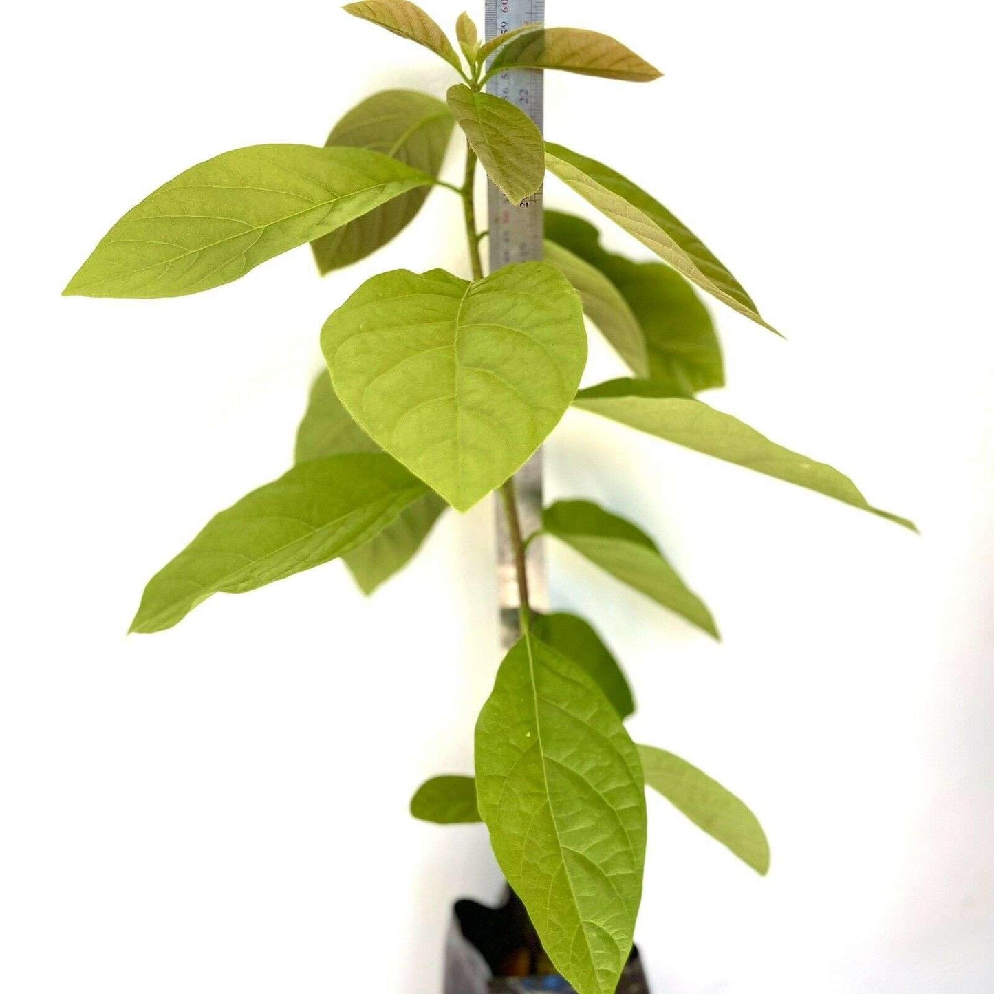 HASS Avocado Tree - Live Big Fruit Tree 12"-24" Tropical Plantae