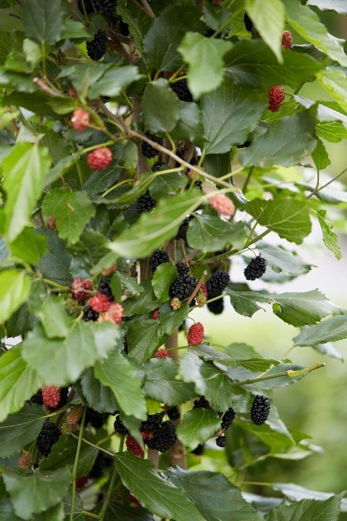 Illinois Everbearing Mulberry Tree Live Plant | Starter Plant Morus rubra Cold Hardy