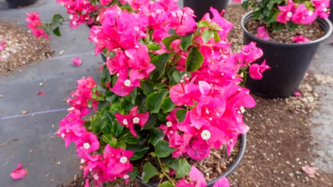 Pink Bougainvillea Plants - Live Bougainvillea Helen Johnson Plants – Pack of 2 (4-6 Inches Tall) – Dwarf Bushy Shrub - Drought Tolerant - Compact Bloomer for Patio Pots - Pink Paper Flower