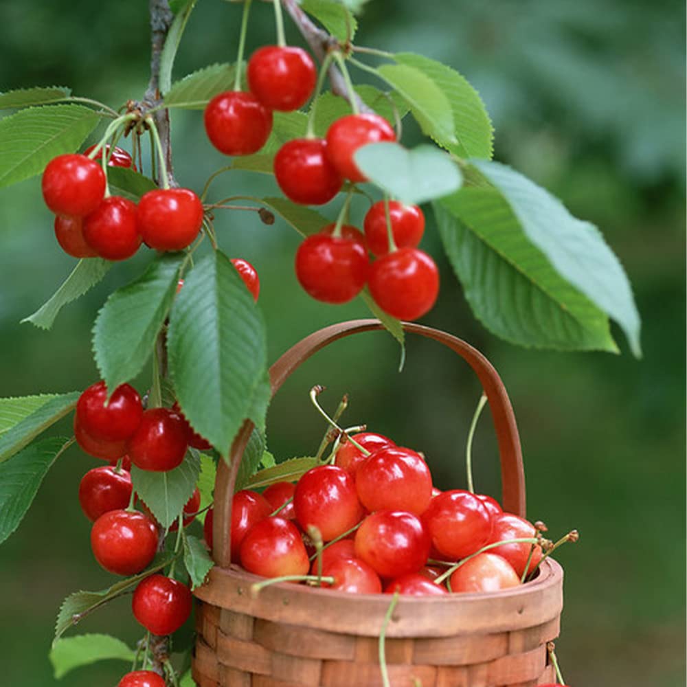 200+ Mix Dwarf Bonsai Fruit Tree Seeds for Planting, 4 Variety Individual Packs, 50+ Lemon Tree Seeds 50+ Cherry Tree Seeds 50+ Orange Tree Seeds 50+ Apple Seeds Organic Heirloom Fruit Seeds