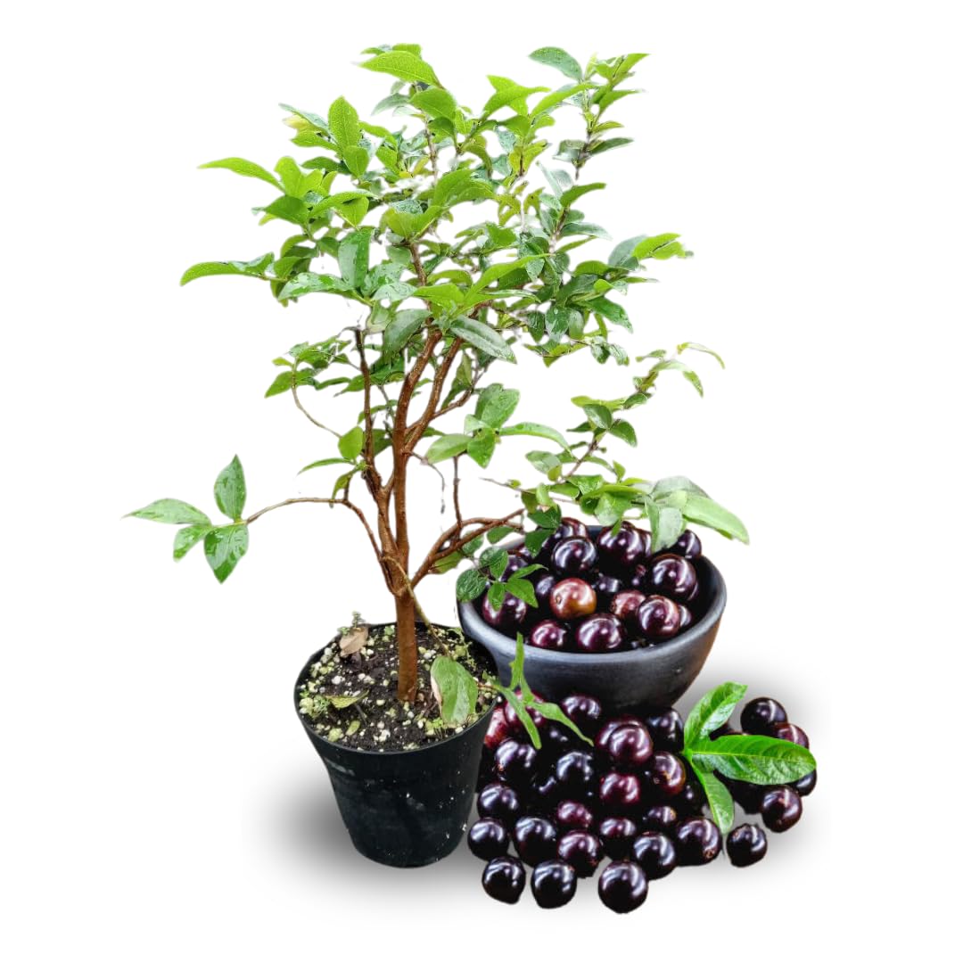 1 Years Old Black Jaboticaba Tree Live Plant No Pot, 1 Feet Tall, Well-Rooted and Fast-Growing Brazilian Jabuticaba Grapetree
