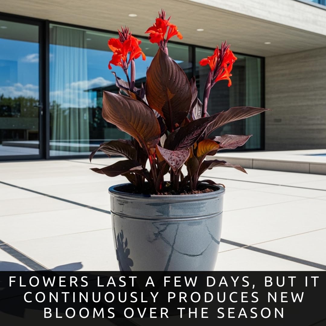 3 Black Knight Canna Lily Bulbs for Planting – Deep Red Blooms with Dark Burgundy Foliage – Tall Tropical Summer Flowers – 3 Premium Rhizomes