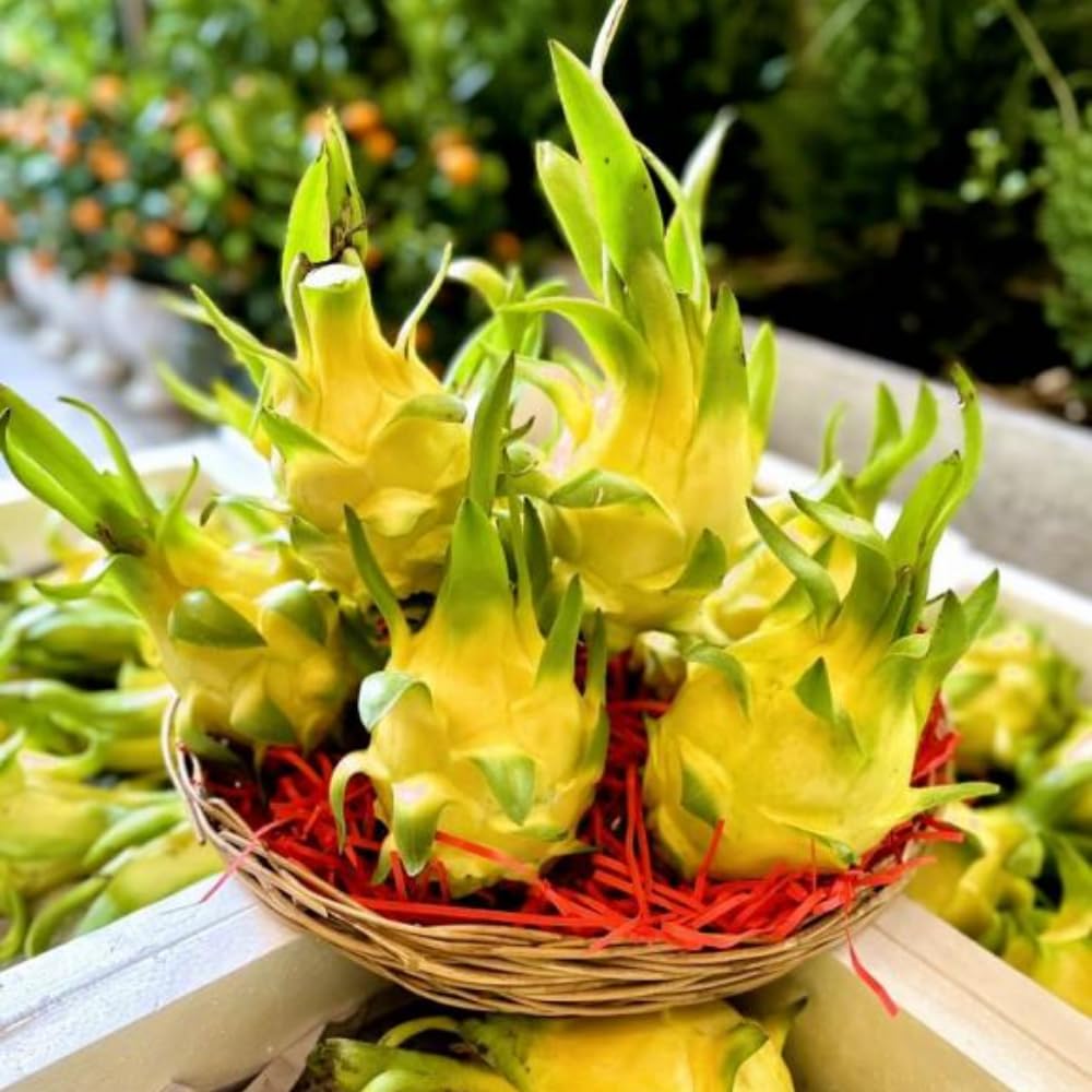 2 Yellow Dragon Fruit Tree Live Plant, 4 to 7 Inc, Live Dragon Fruit Plant, Sweet Fruit Plant Outdoor Garden, Without Pot