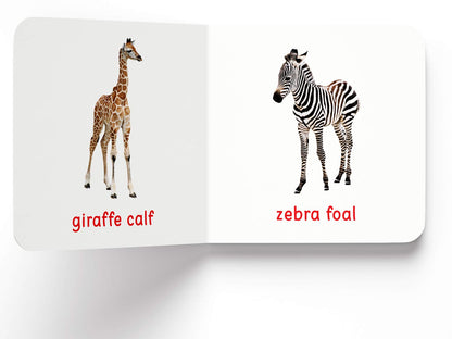 My First Book of Baby Animals