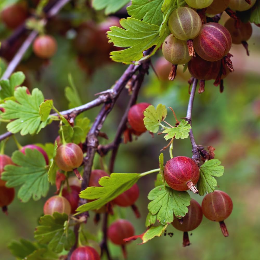 Gooseberry Plant Live for Planting, Gooseberry Bushes Live Plant, 5 to 10 Inc Tall (Red)