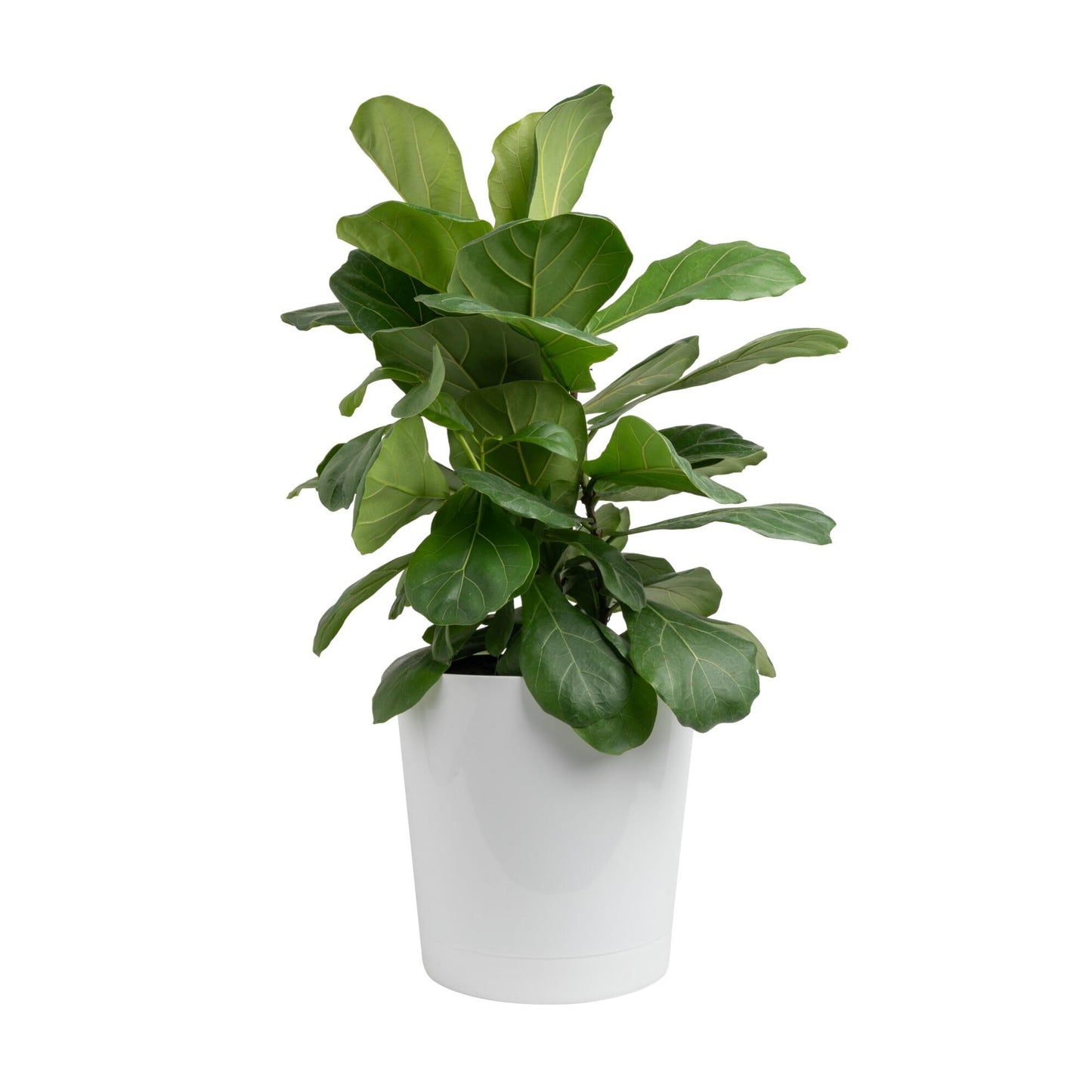 Costa Farms Fiddle Leaf Fig, Live Indoor Plant Ficus Lyrata in Modern Plant Pot, Air Purifying Live Houseplant, Housewarming Gift, Birthday, Room, Home and Office Decor, 2-3 Feet Tall
