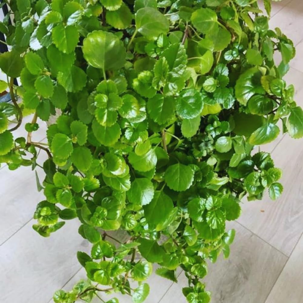 4 Green Swedish Ivy Plants Live House Plants, 4 to 6 Inc Tall Live Plant, Plectranthus Plant for Growing Outdoors Indoors