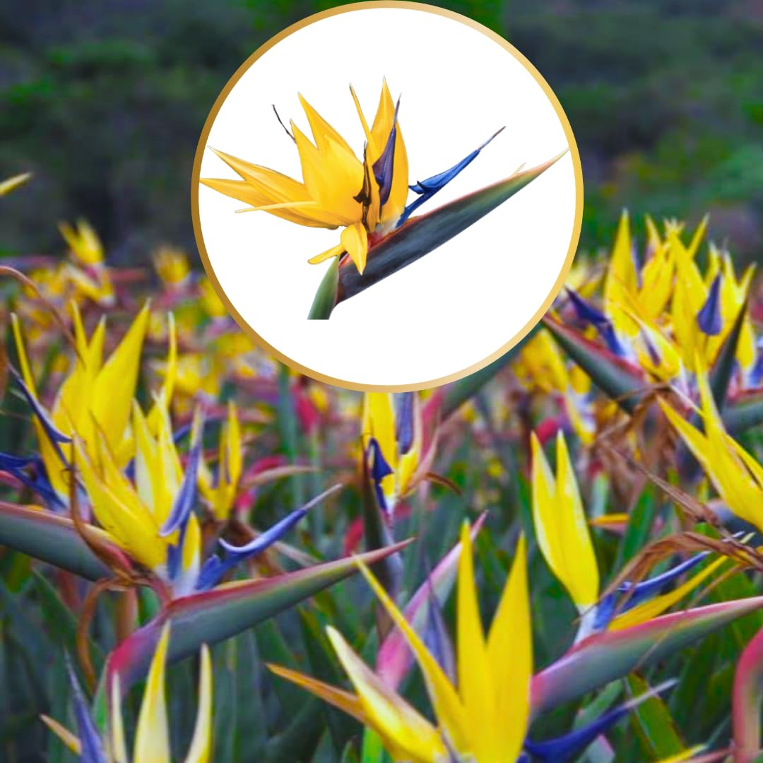 2 Yellow Bird of Paradise Live Plants, Strelitzia Reginae Well-Rooted Tropical Perennial Blooming, 5-9 Inches Houseplant Decor Indoor Outdoor, No Pot