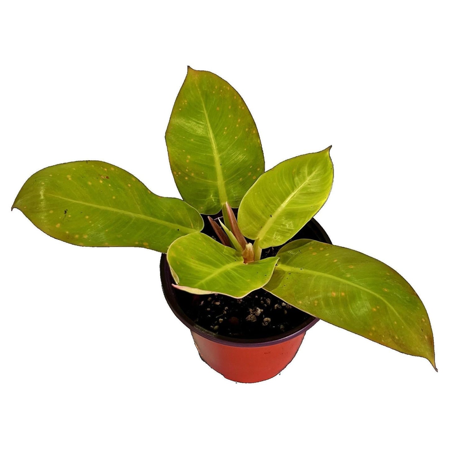 Philodendron 'Moonlight' | Live Plant for Indoor & Outdoor | for Living Room, Office, Bathroom | (6" Pot)