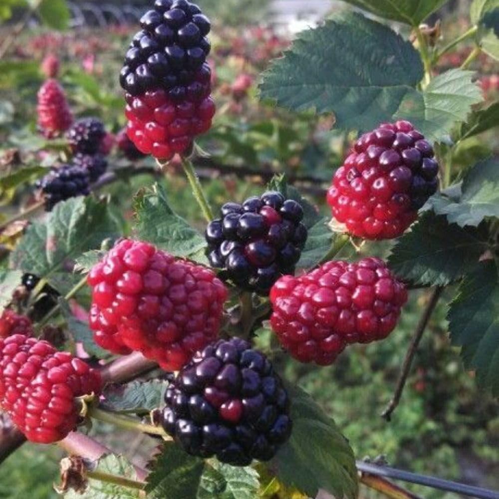 Set 2 Boysenberry Live Plant, 4-7 Inches Tall, Hardy Berry Bush, Berry Fruit Plants Live for Planting in Garden