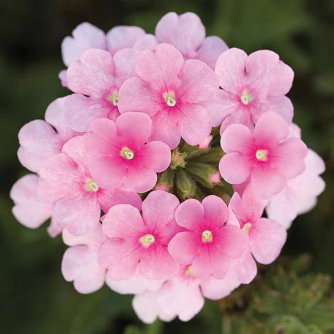 Pack 2 Pink Perennial Verbena Plants, Pink Verbena Live Plants, Verbena Flower Trailing Plants Live for Planting, Pink Verbena Plants in Zones 7 to 11