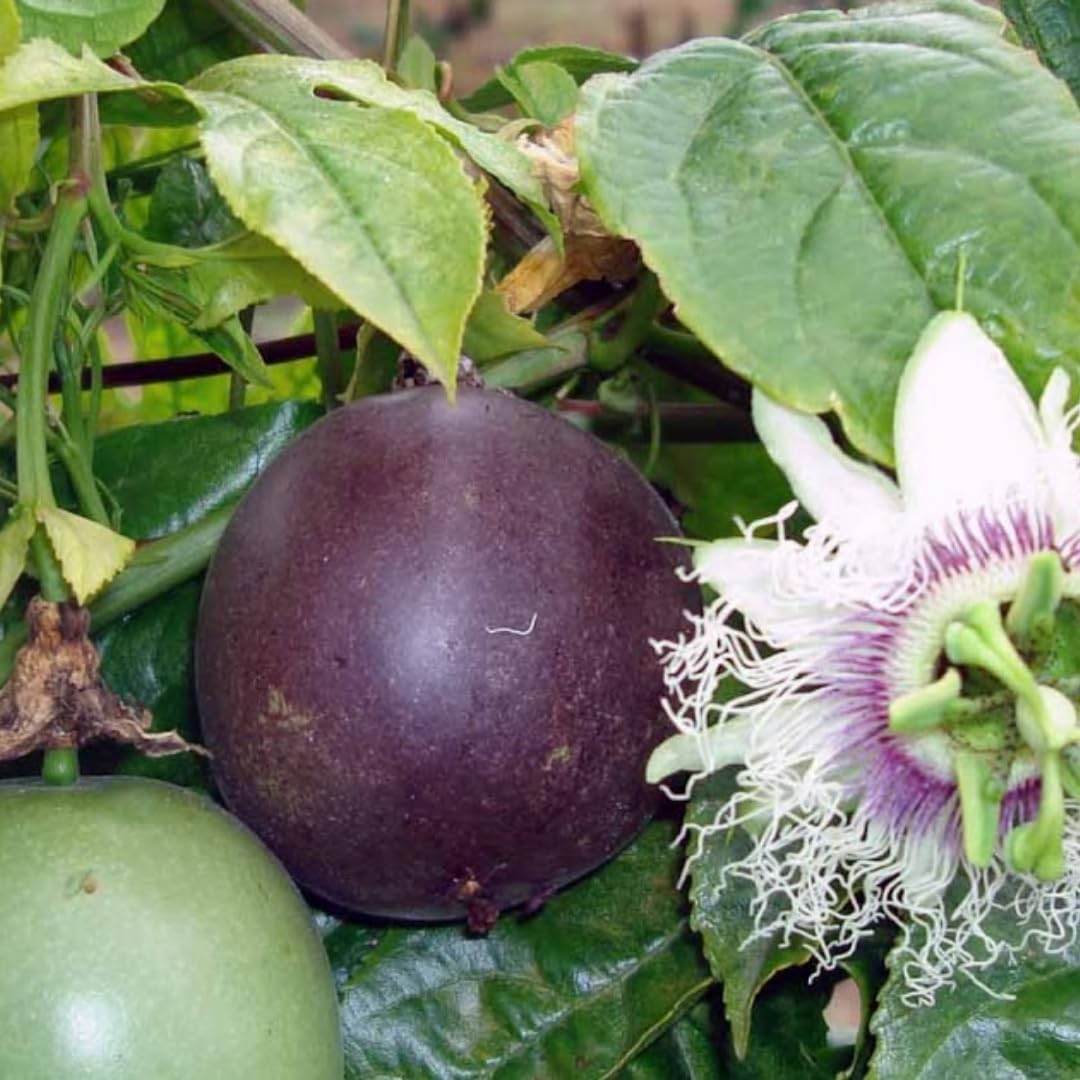 Purple Passion Fruit Tree Live Plant, Passionfruit Vine Plant, 5 to 9 Inc Tall Seedling, Passion Plant for Growing