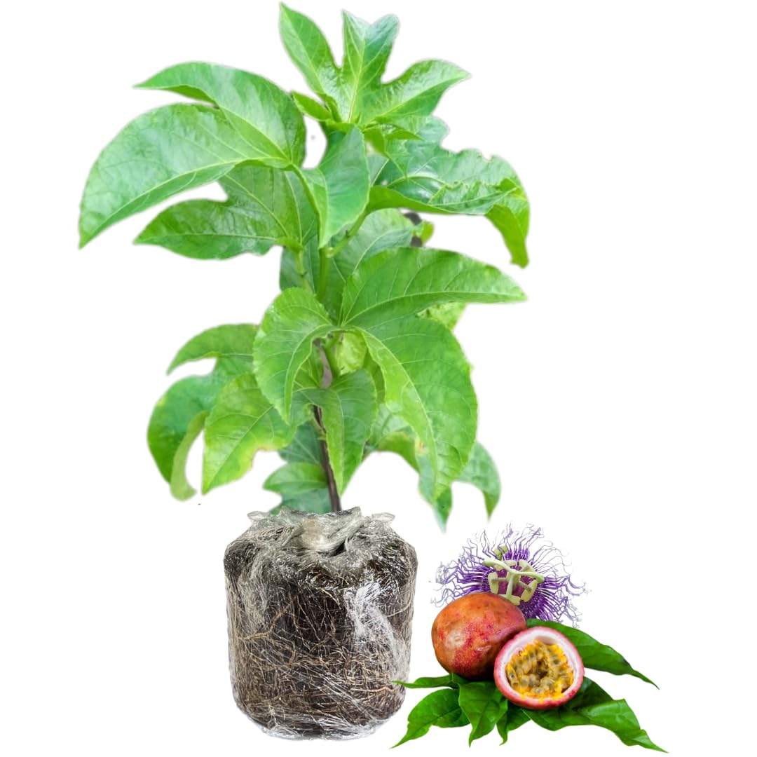 2 Passion Fruit Plant, Passion Fruit Tree, Purple Passion Fruit - Purple