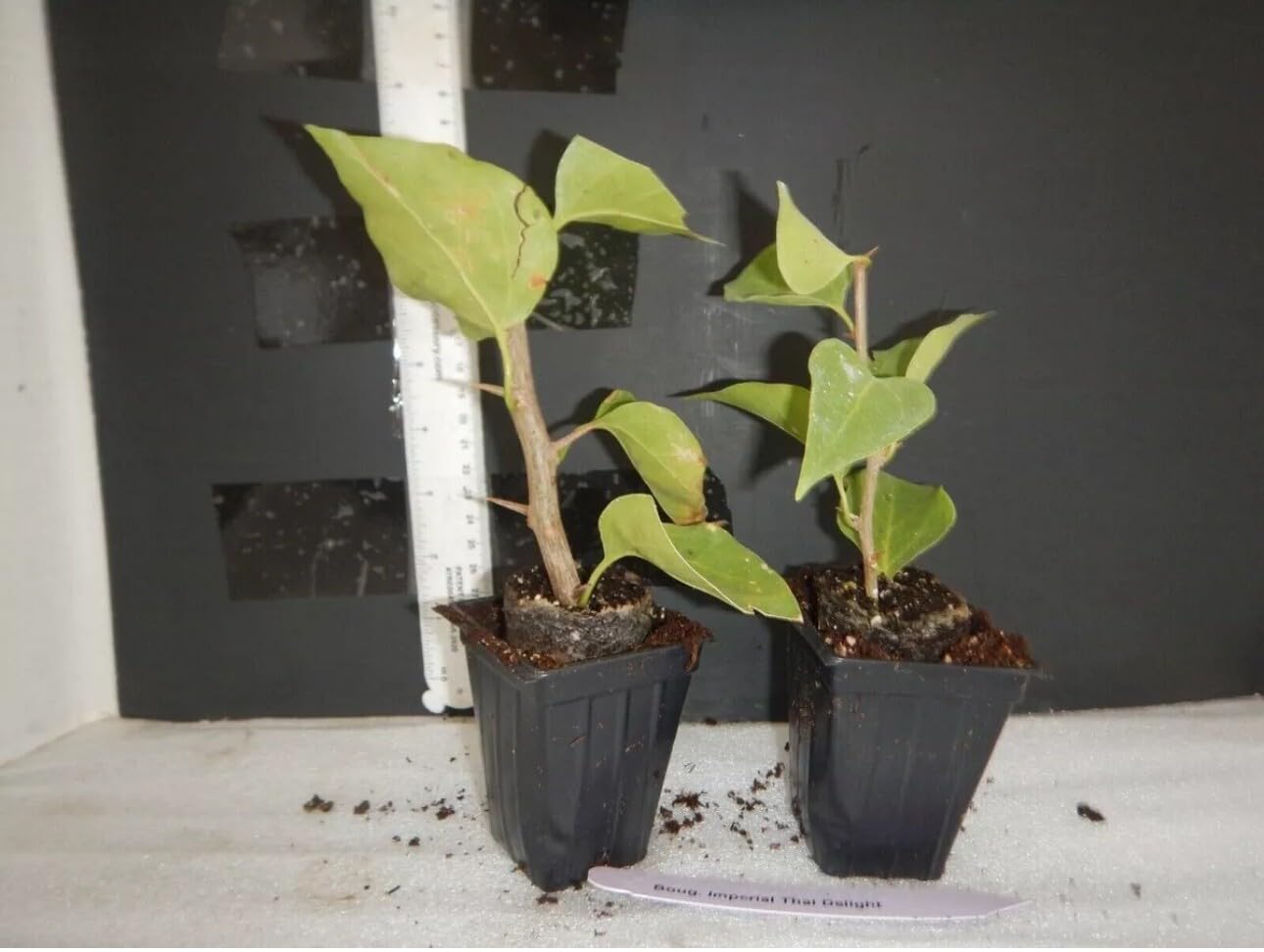 Live Plant - Cherry Blossom Bougainvillea Small Well Rooted Starter Plant