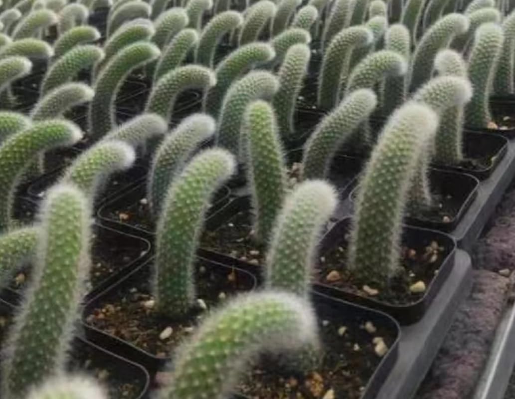Monkey Tail Plant Live for Planting, Home Decoration Monkeys Tail Cactus, Size 6-8 Inches, No Pot