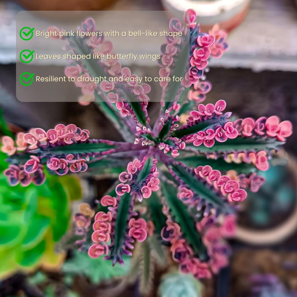 Kalanchoe Pink Butterfly Plant, Pink Mother of Thousands Succulents, Hardy Succulent Indoor Planting 2 Inch Pot