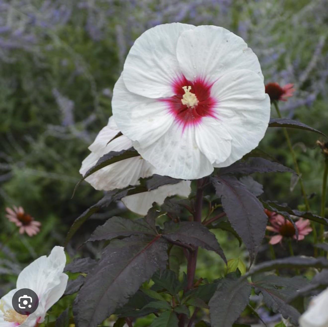 Live Plant - Mocha Moon Hibiscus moscheutos-Small Rooted Starter Plant-Huge 8-10” Blooms