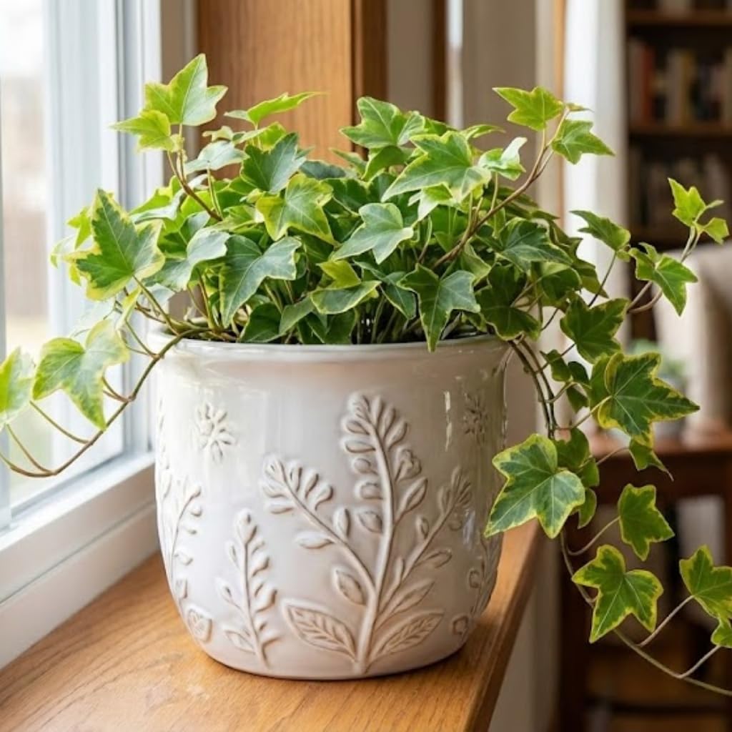 Gold Child Ivy Plant Live in 6 Inch Pot | English Ivy Live Plants | Trailing & Climbing Easy-Care Ivy Houseplant | Real English Ivy Plant for Pots, Shelves & Hanging Displays