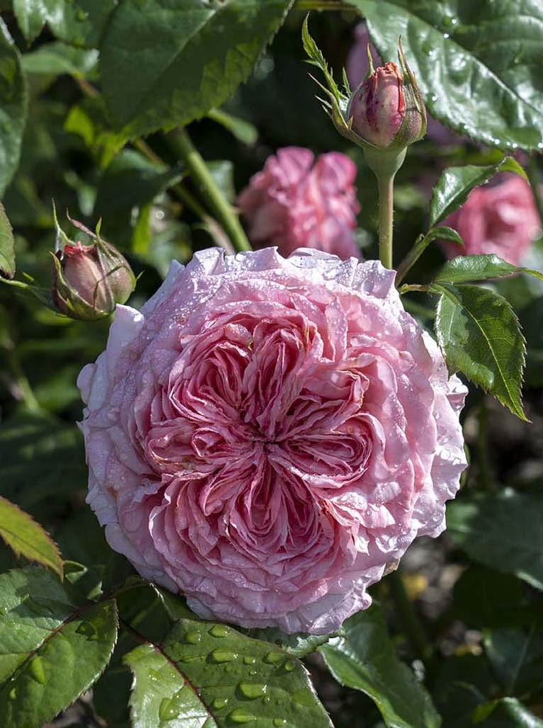 Romantica Ball Gown Rose 1.5 Gal Potted Live Plant, Reblooming Large Fragrant Pink Flowers, Own Root Hybrid Tea, Stargazer Perennials