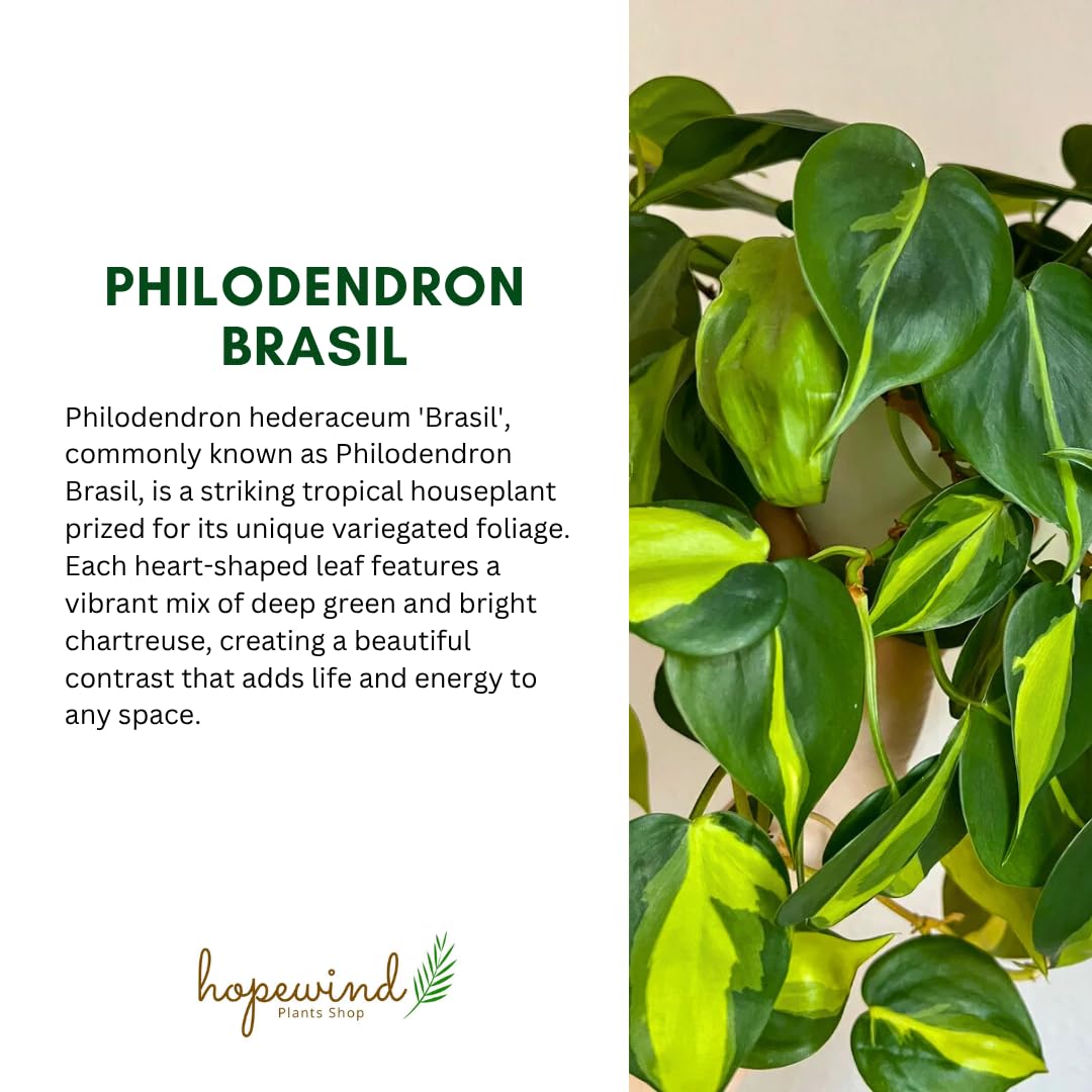 Hopewind Plnats Shop - Philodendron hederaceum Brasil, Rare Variety, Live Indoor Plant, 4 inch Pot