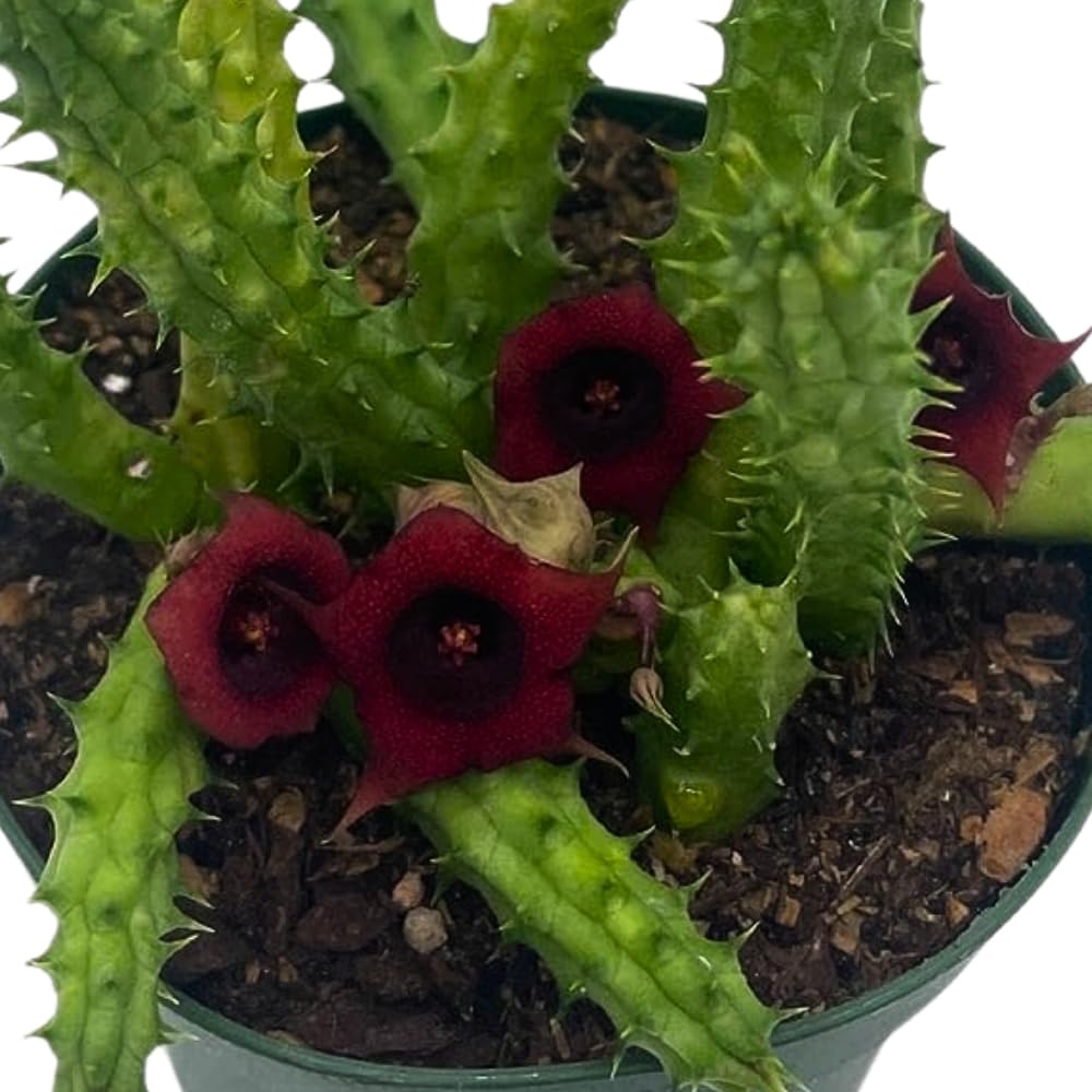 BubbleBlooms Huernia Red Dragon Stapelia Cactus/Huernia penzigii, in 4 inch Pot