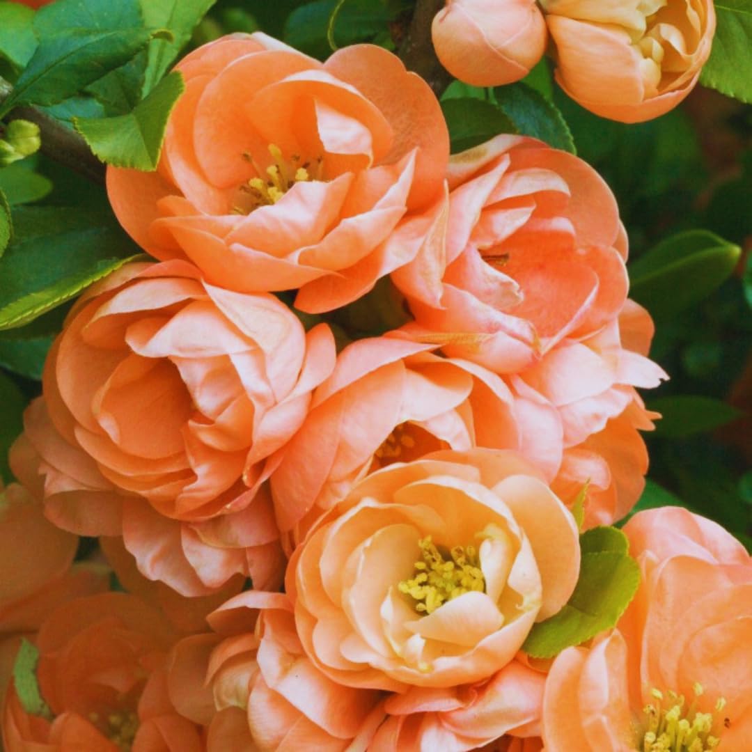 Chaenomeles Japonica Flowering Quince Tree Live Plant Bush Shrub, 3-6" in Tall in 4" Pot, Well Rooted Starter Plants, Zones 5-9, Apricot Peach Color Bloom