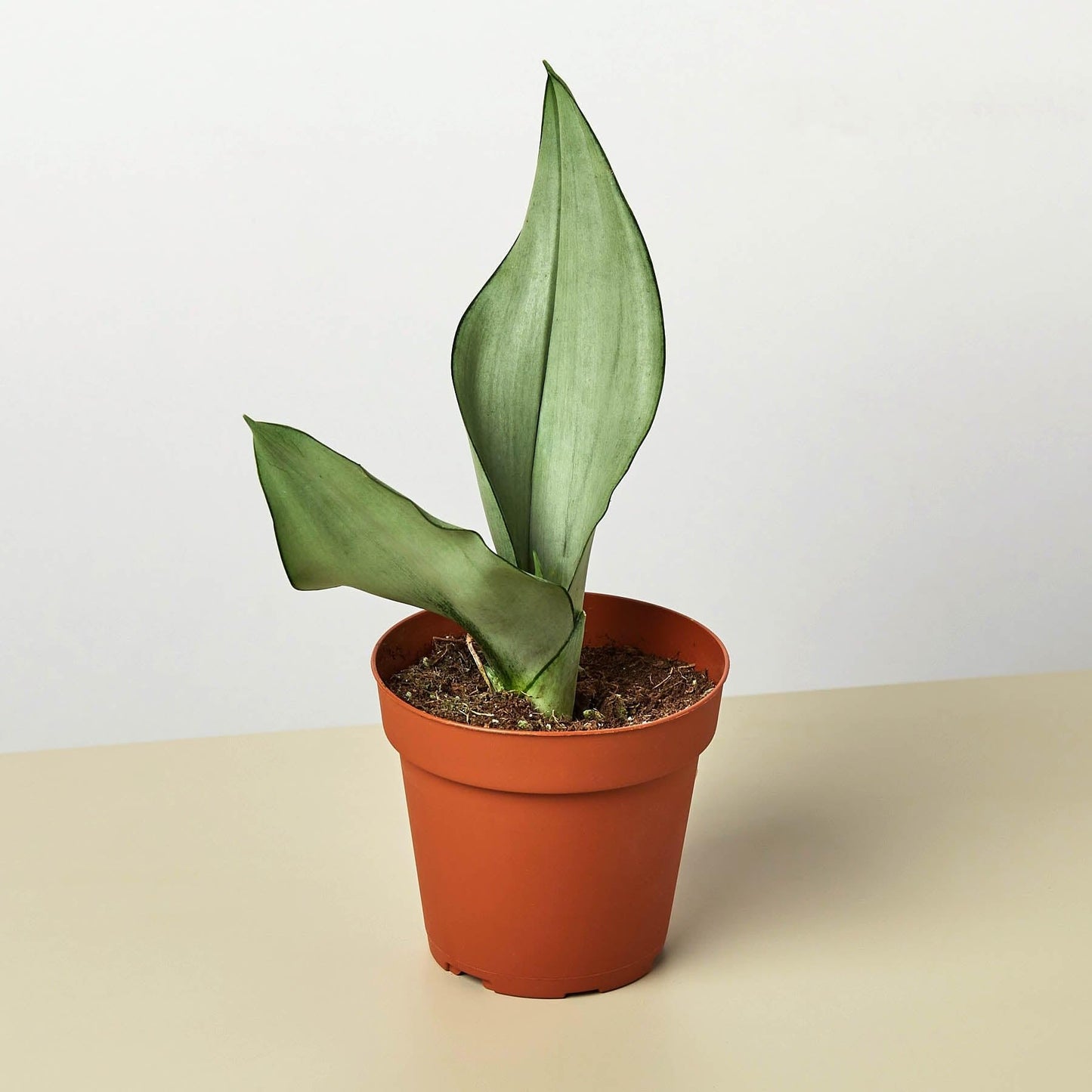 Snake Plant Moonshine | Live Plant for Indoor & Outdoor | for Living Room, Office, Bathroom | (4" Pot)