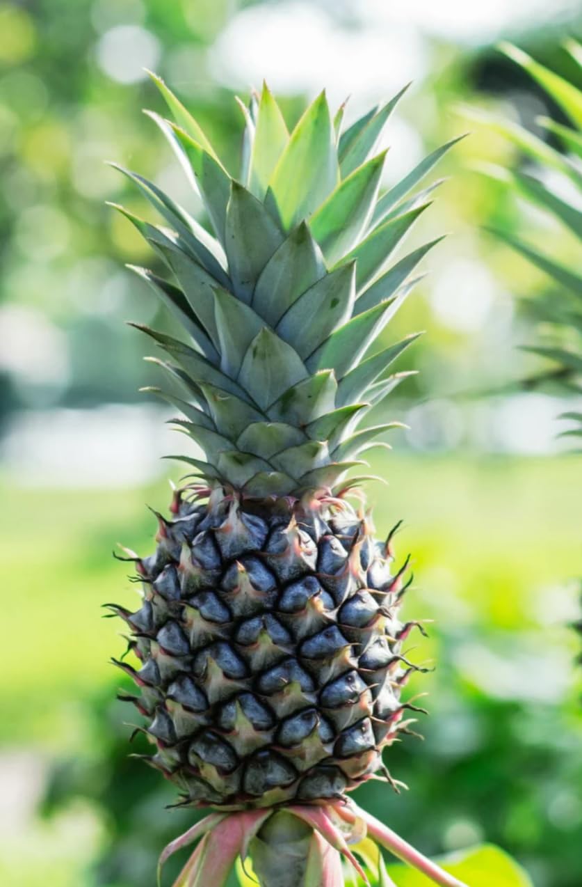 White Jade Pineapple Live Plant in 4" Black Nursery Pot Sweet Edible Fruit FL Grown