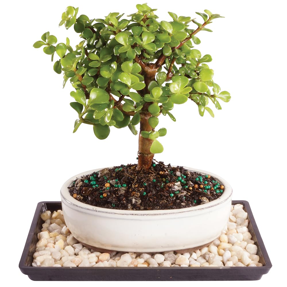 Brussel's Bonsai - Live Dwarf Jade Bonsai Tree with Ceramic Bonsai Pot & Humidity Tray, Indoor Bonsai Plant, 3 Years Old, 5-8 Inches Tall, Easy Care Houseplant for Home or Office (Small, Green)