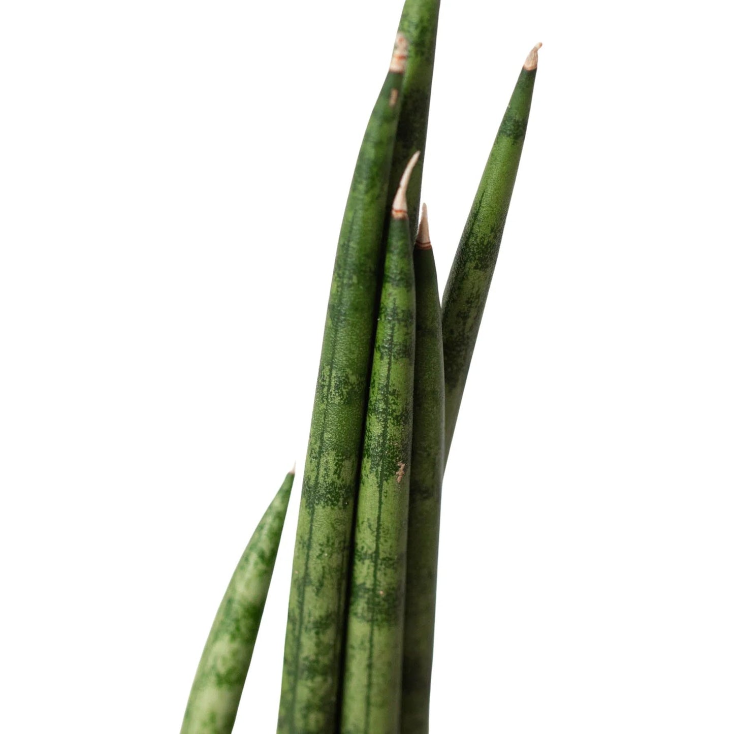 4 Pack Snake Plant Cylindrica in 4in Pot - Live Plants Tropical Houseplants | Variegated | USA Growers | The Snobby Leaf
