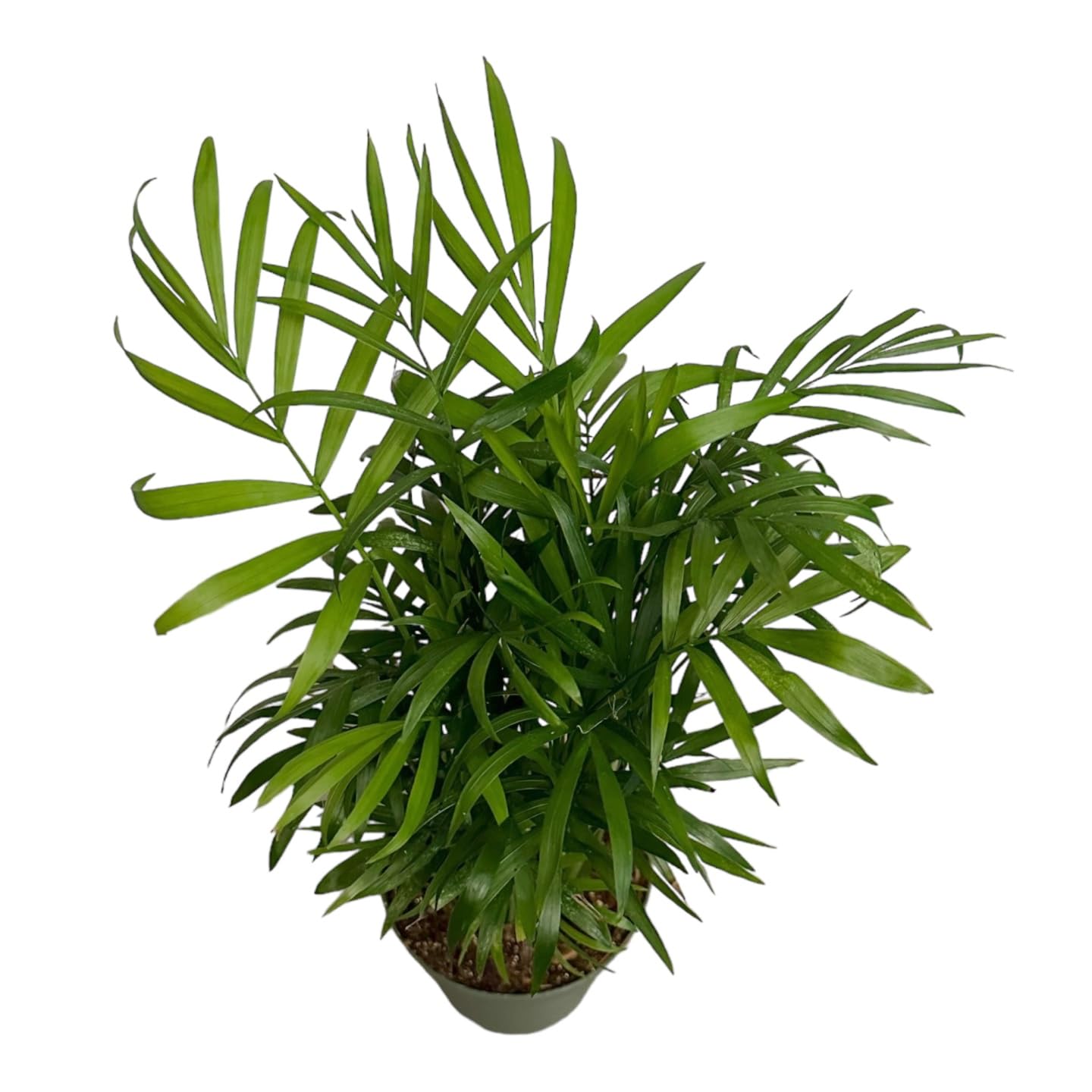 Hopewind Plants Shop Parlor Palm, Pet-Friendly, Air Purifying Plant, Live Indoor Plant, Neanthe Bella Palm, Easy Care and Easy to Grow and Low Maintenance Live Houseplant in 4 inch Pot