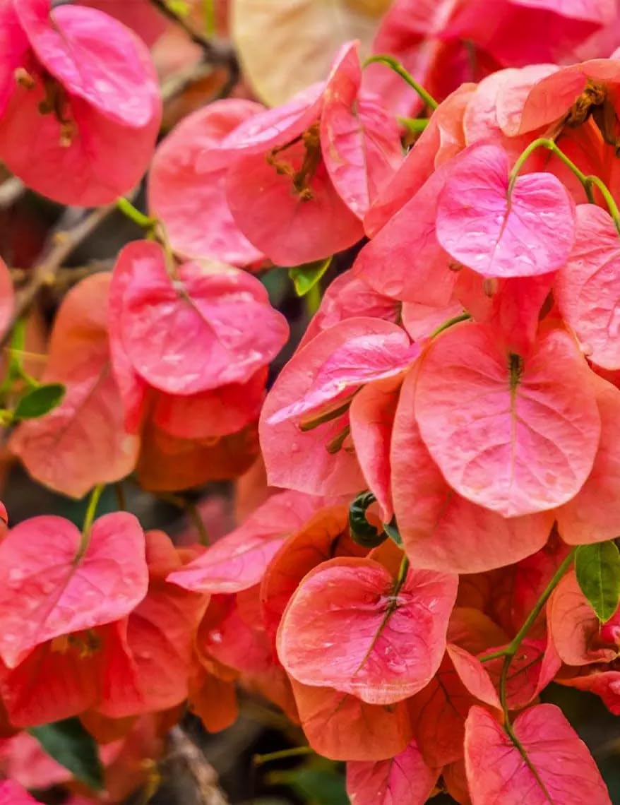 2 Bougainvillea 'Sundown' Plants - Live Rooted Starters (4-6 Inches) - Apricot-Orange to Salmon Blooms - Color Changing Tropical Vine for Trellis & Fences