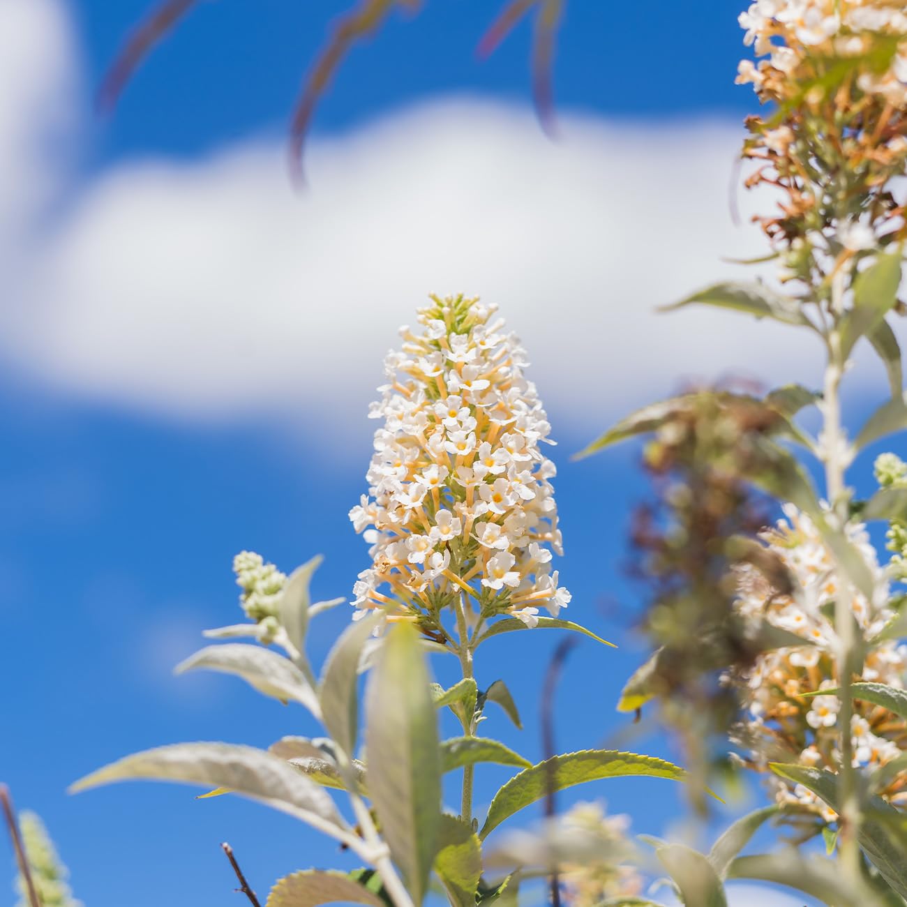 Perfect Plants White Profusion Butterfly Bush 1 Gallon | Flowering Shrub | Pollinator Magnet | Butterfly Garden
