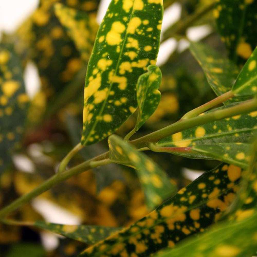 Croton 'Gold Dust' Live Plant for Indoor | Different Houseplants in 4'' & 6'' Pot | Real House Plant for Living Room, Office, Desk & Bathroom | Codiadeum variegatum | Gold Dust