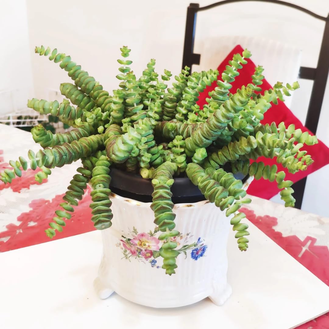 String of Buttons Live Plants, Easy Indoor Trailing Succulent in 2.5" Pot, Hanging Succulent Houseplant Indoor Outdoor Planting