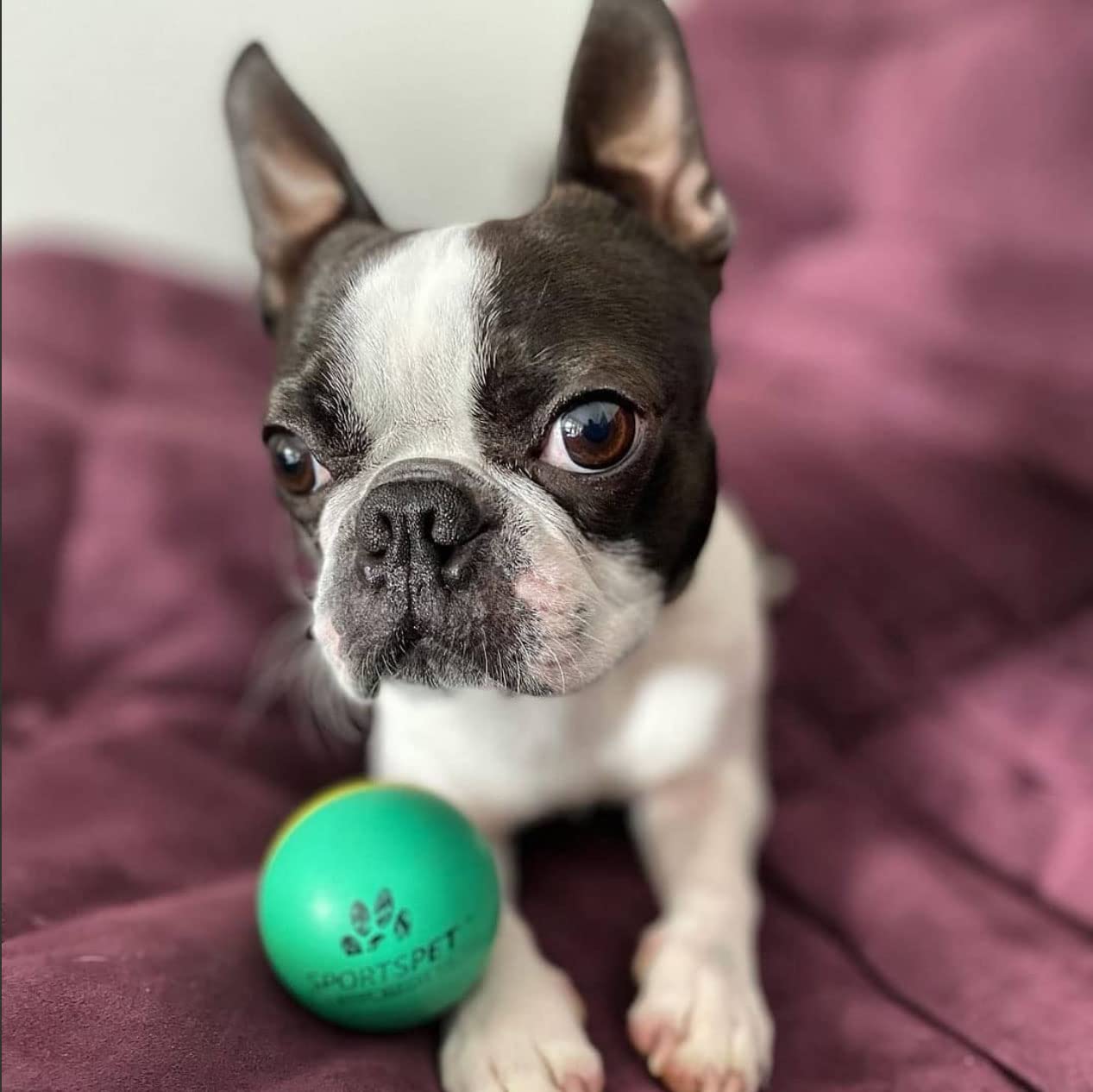 SPORTSPET Mini Bounce Dog Balls - Premium Rubber Dog Balls for Puppy Dogs Standard Pack of 4 (45mm)