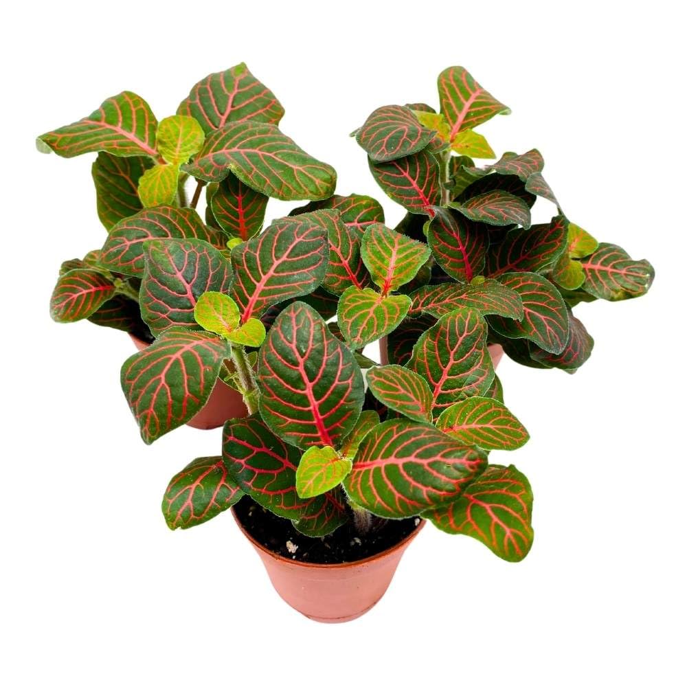 BubbleBlooms Red Nerve Plant 2 inch Set of 3 Mosaic Red Veined Fittonia Tiny Mini Pixie Plants