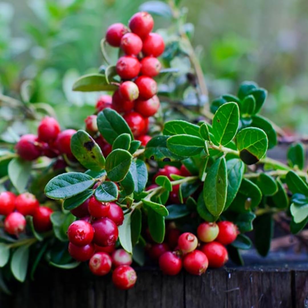 Cranberry Trees Plant Live in 3 Inch Pot, Low Bush Groundcover, Red Cranberries Tree Viburnum Plant, Edible Cranberry Tree Live for Growing